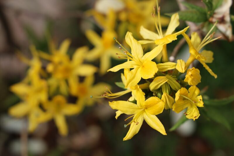 closeup shot beautiful azalea flowers garden 181624 32551 Cronos Asia