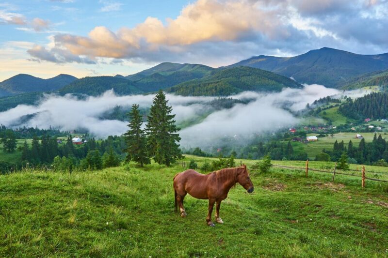 horse graze meadow carpathian mountains misty landscape morning fog high mountains 661209 79 Cronos Asia
