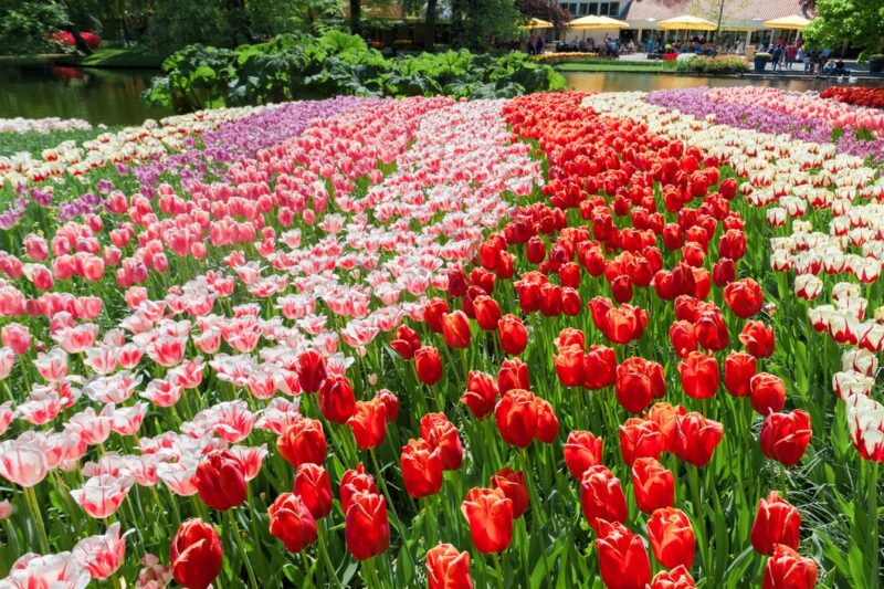 tulip field keukenhof gardens lisse netherlands 155003 10449 Cronos Asia