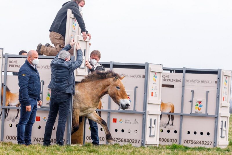 Восемь лошадей Пржевальского доставили из Европы в Казахстан