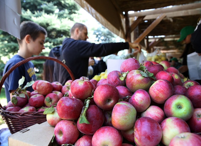 Новый рекорд: 1700 литров яблочного компота сварили на Apple Fest в Алматы