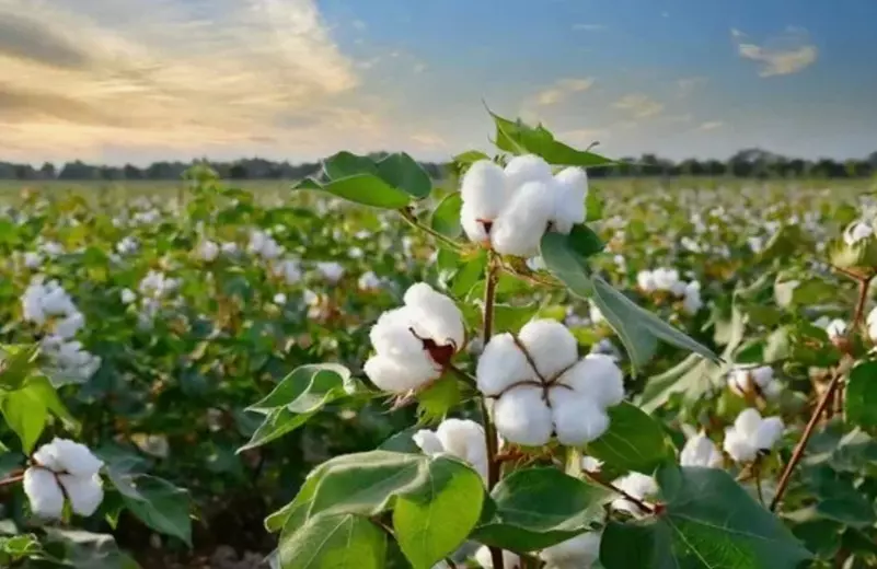 Уборочная кампания хлопка: в Туркестанской области аграрии собрали 422 тыс. тонн хлопка-сырца хлопок на полях - уборочная кампания хлопка