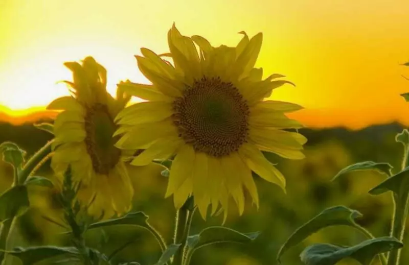 Уборочная кампания: 26,9 млн тонн зерновых намолочено в Казахстане Уборочная кампания масличных культур