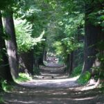 Роще Баума, экологичное благоустройство
