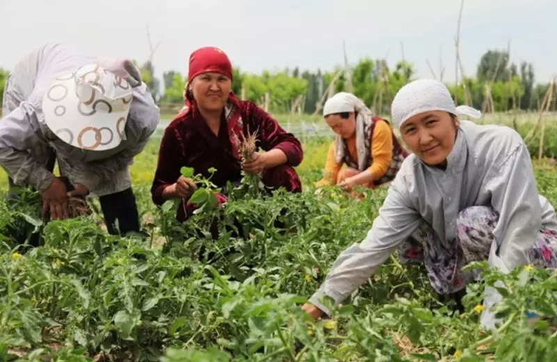 Сельское хозяйство Кыргызстана — 2025. Мелкотоварность тормозит рост Сельское хозяйство Кыргызстана растет, но мелкотоварное производство сдерживает рост сектора.