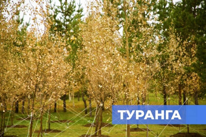 В Астане высадили дерево туранга — символ жизни, стойкости и обновления