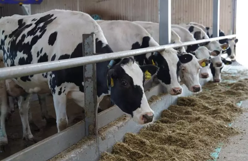 Экспорт животноводческой продукции Казахстана