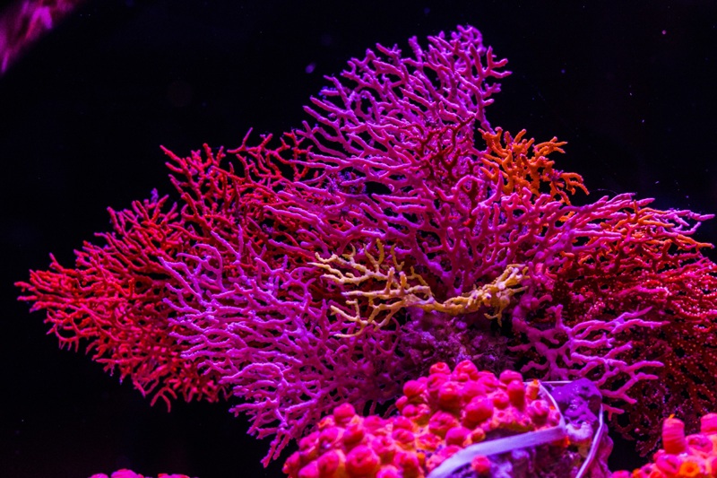 В Казахстане сократилось количество видов животных, занесённых в Красную книгу